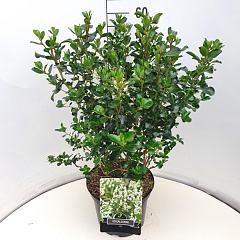 Escallonia 'Iveyi'