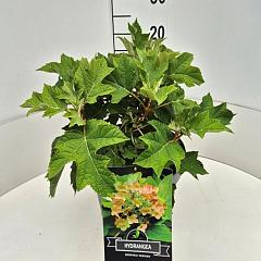 Hydrangea querc. 'Munchkin'  (R)