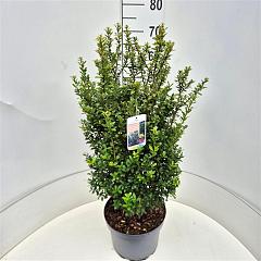 Ilex crenata 'Caroline Upright'
