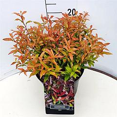 Leucothoe 'Zeblid'