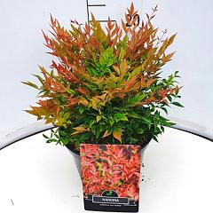 Nandina domestica 'Gulf Stream'