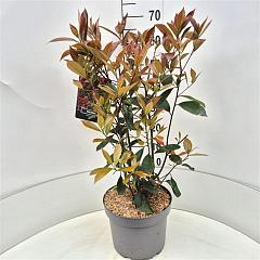 Photinia fraseri 'Red Robin'