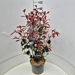 Photinia fraseri 'Red Robin'