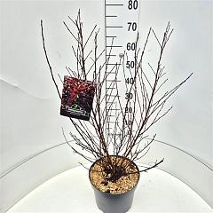 Physocarpus opulif. 'All Black' (R)