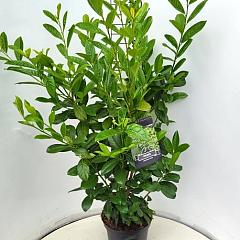 Prunus l. 'Novita'