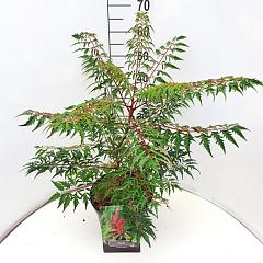 Rhus glabra 'Laciniata'