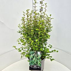 Ribes alpinum 'Schmidt'