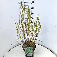 Salix babylonica 'Tortuosa'