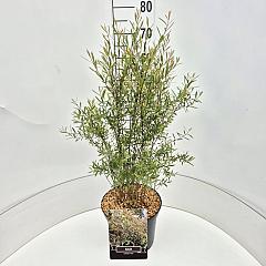 Salix purpurea 'Nana'