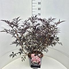 Sambucus nigra 'Black Lace'