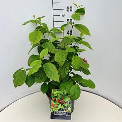 Sinocalycalycanthus r. 'Hartage Wine'