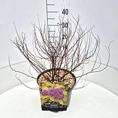 Spiraea japonica 'Goldflame'