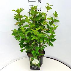 Viburnum plic. 'Mariesii'