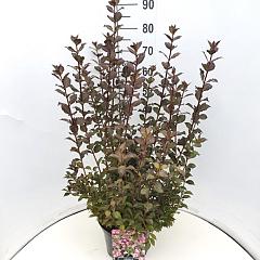 Weigela florida 'Nana Purpurea'