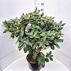 Rhododendron 'Catawb. Grandiflorum'