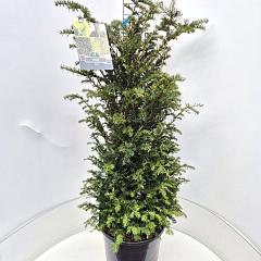 Taxus baccata