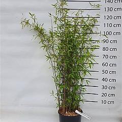 Fargesia nitida 'Black Pearl'
