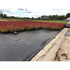 Imperata cylindrica 'Red Baron'