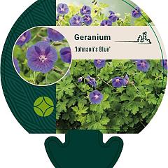 Geranium 'Johnson's Blue'