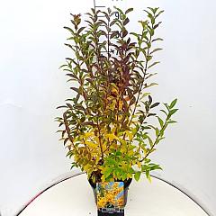 Forsythia int. 'Spectabilis'