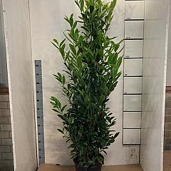 Prunus l. 'Caucasica'