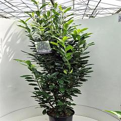 Prunus l. 'Elly'