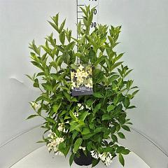 Weigela 'Candida'