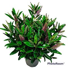 Hebe 'Donna Emma'