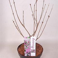 Syringa meyeri 'Palibin'