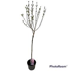 Syringa meyeri 'Palibin'