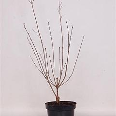 Syringa meyeri 'Pink Perfume'