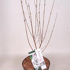 Syringa 'Flowerfest White'
