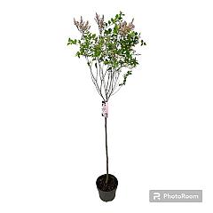 Syringa 'Flowerfest White'