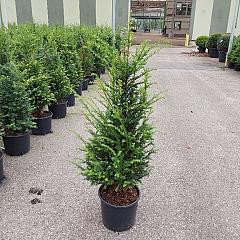 Taxus baccata
