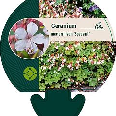 Geranium macr. 'Spessart'