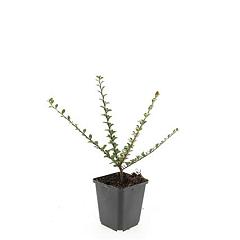 Cotoneaster horizontalis