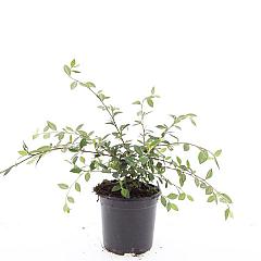 Cotoneaster lacteus