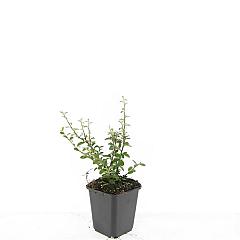 Cotoneaster suec. 'Coral Beauty'
