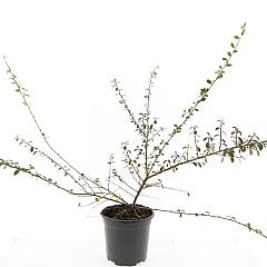 Cotoneaster suec. 'Coral Beauty'