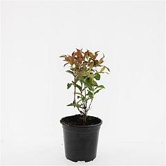 Diervilla splendens