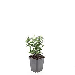 Euonymus fortunei radicans