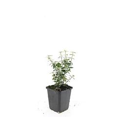 Euonymus fort. 'Emerald Gaiety'