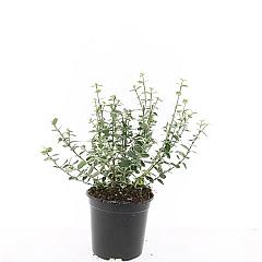Euonymus fort. 'Emerald Gaiety'