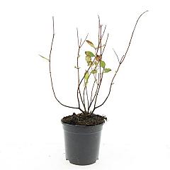 Hypericum inod. 'Annebel'