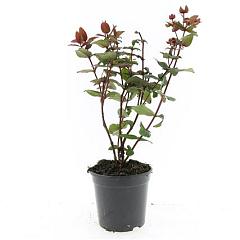 Hypericum inod. Magical Black
