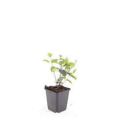 Hypericum inod. 'Rheingold'