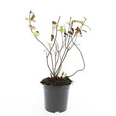 Hypericum inod. 'Rheingold'