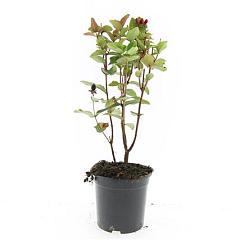 Hypericum 'Magical Red'