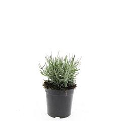 Lavandula ang. 'Hidcote'