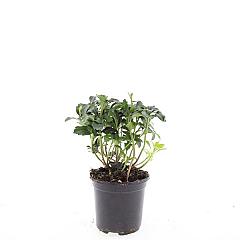 Pachysandra term. 'Green Sheen'